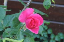 DSCN9739