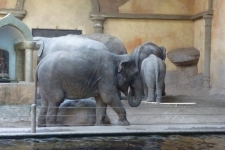 Hagenbeck-007