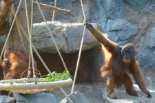 Hagenbeck-014