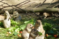Hagenbeck-018