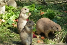 Hagenbeck-019